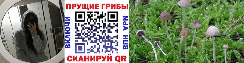 где продают наркотики  Данилов  Галлюциногенные грибы MAGIC MUSHROOMS 